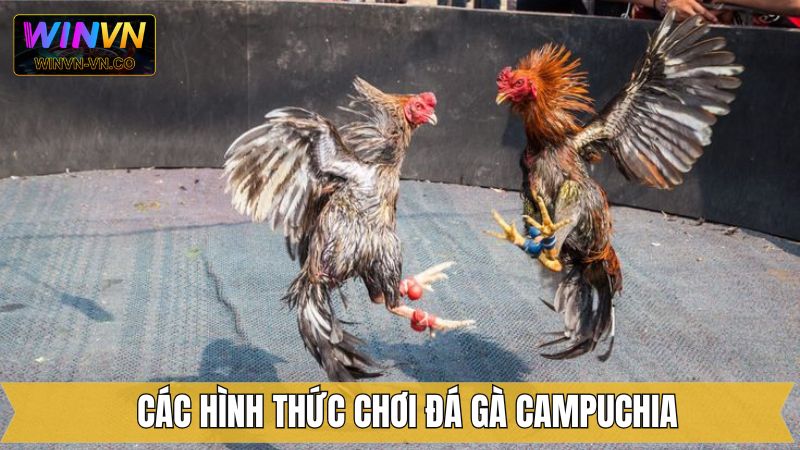 Danh sách các hình thức chọi kê Campuchia được yêu thích