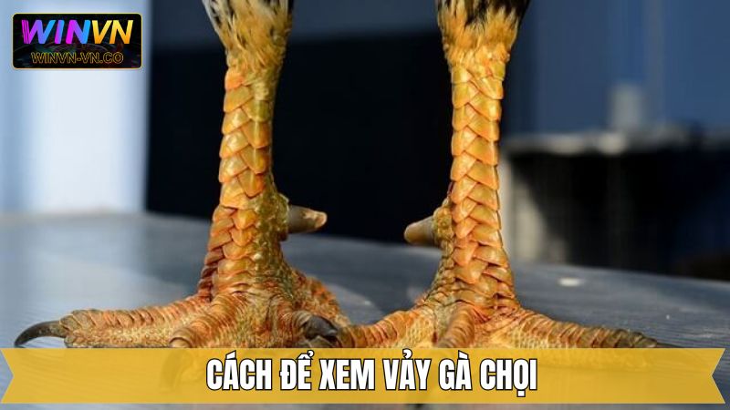 Cách xem vảy gà chọi chuẩn xác từ các chuyên gia