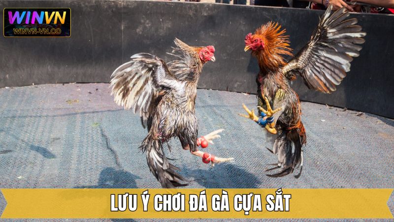 Một vài kiến thức cần lưu ý trong đá gà cựa sắt
