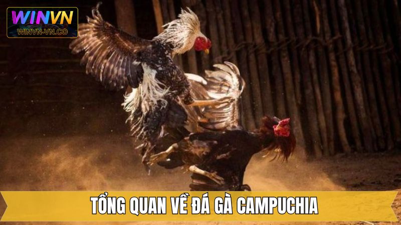 Tổng quan nội dung liên quan đến đá gà Campuchia