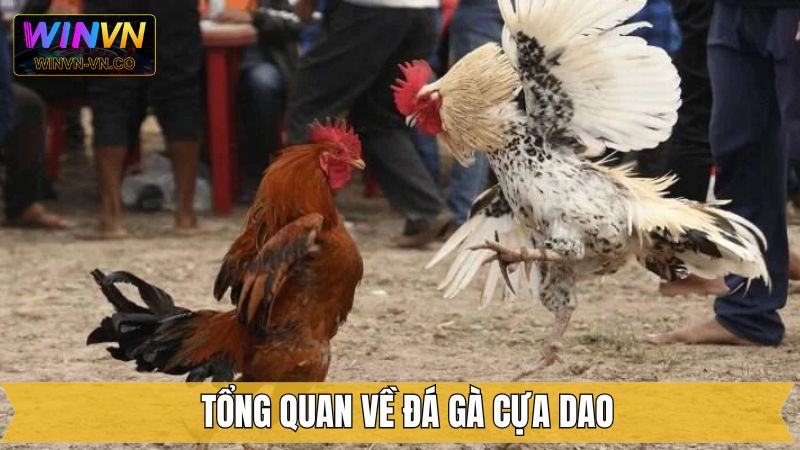 Nội dung ngắn gọn liên quan đến đá gà cựa dao