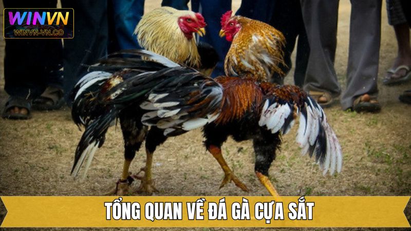 Giới thiệu chung về hình thức chọi kê hot nhất