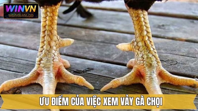 Vai trò then chốt của kỹ thuật xem vảy chiến kê