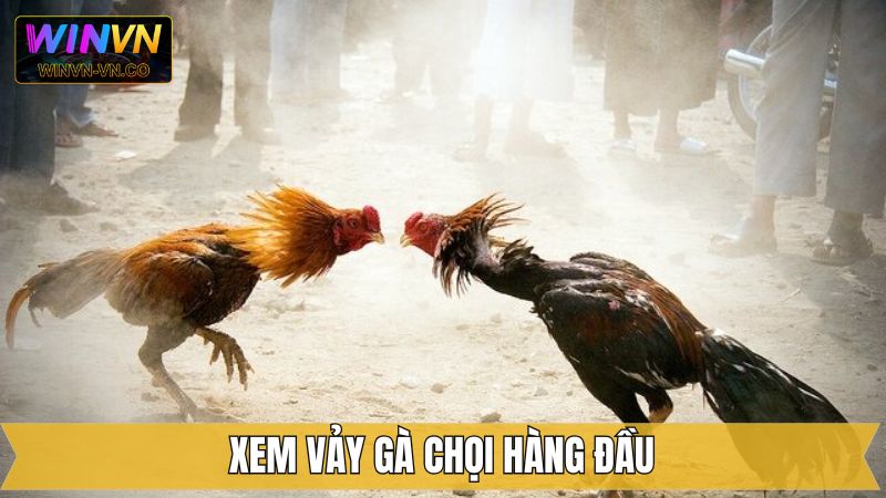 Một số vảy chiến kê được các chuyên gia ưa chuộng