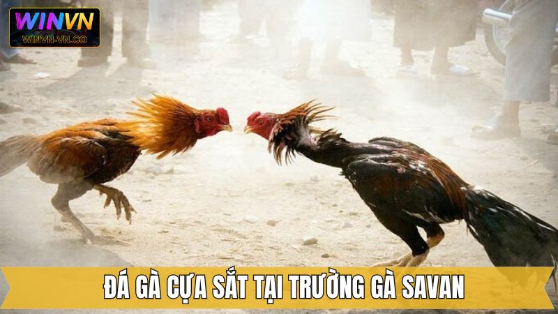 Chọi kê cựa sắt tại trường gà Savan