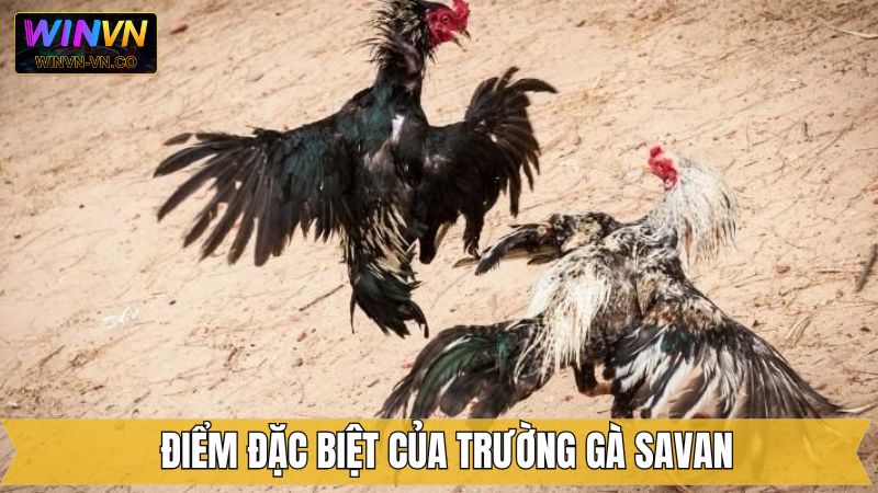 Trường gà Savan với những màn đấu cực đỉnh