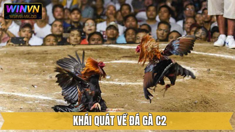 Thông tin về hình thức đá gà C2