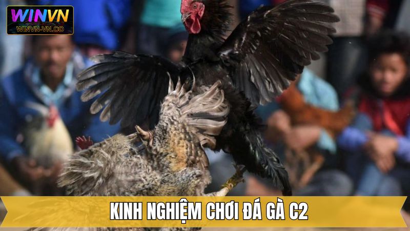 Kinh nghiệm cá cược chọi gà C2 hiệu quả