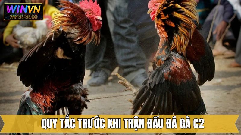 Quy trình trước khi chọi gà C2