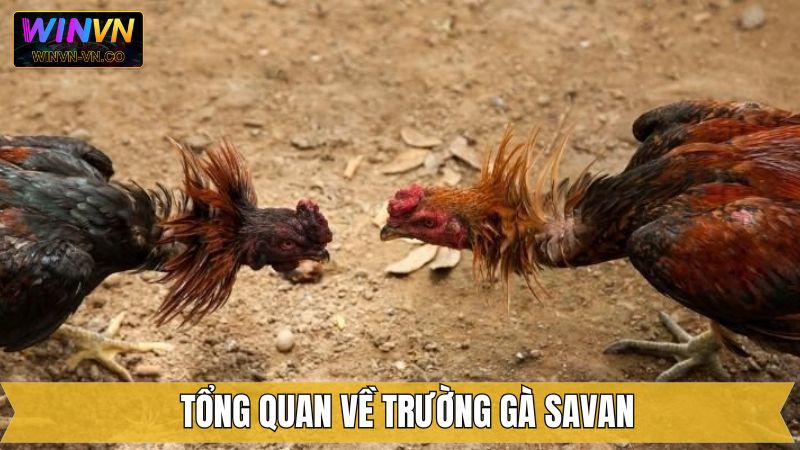 Sơ lược vài điều về điểm đến hấp dẫn cho hội viên